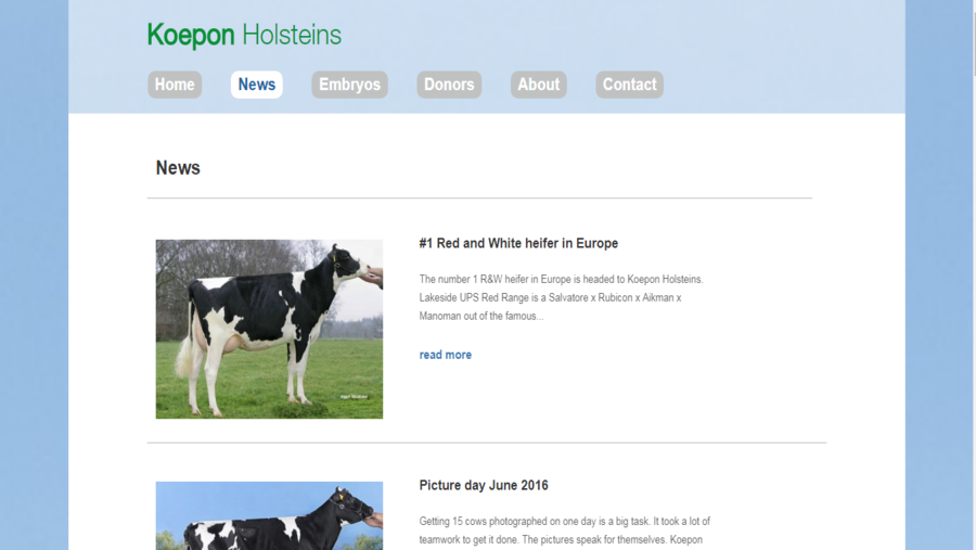 Koepon Holsteins